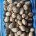 土豆（荷兰15号）广东现货2万斤