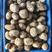 土豆（荷兰15号）广东现货2万斤