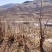 头茬香椿芽大量出售山东泰安新泰市一手货源