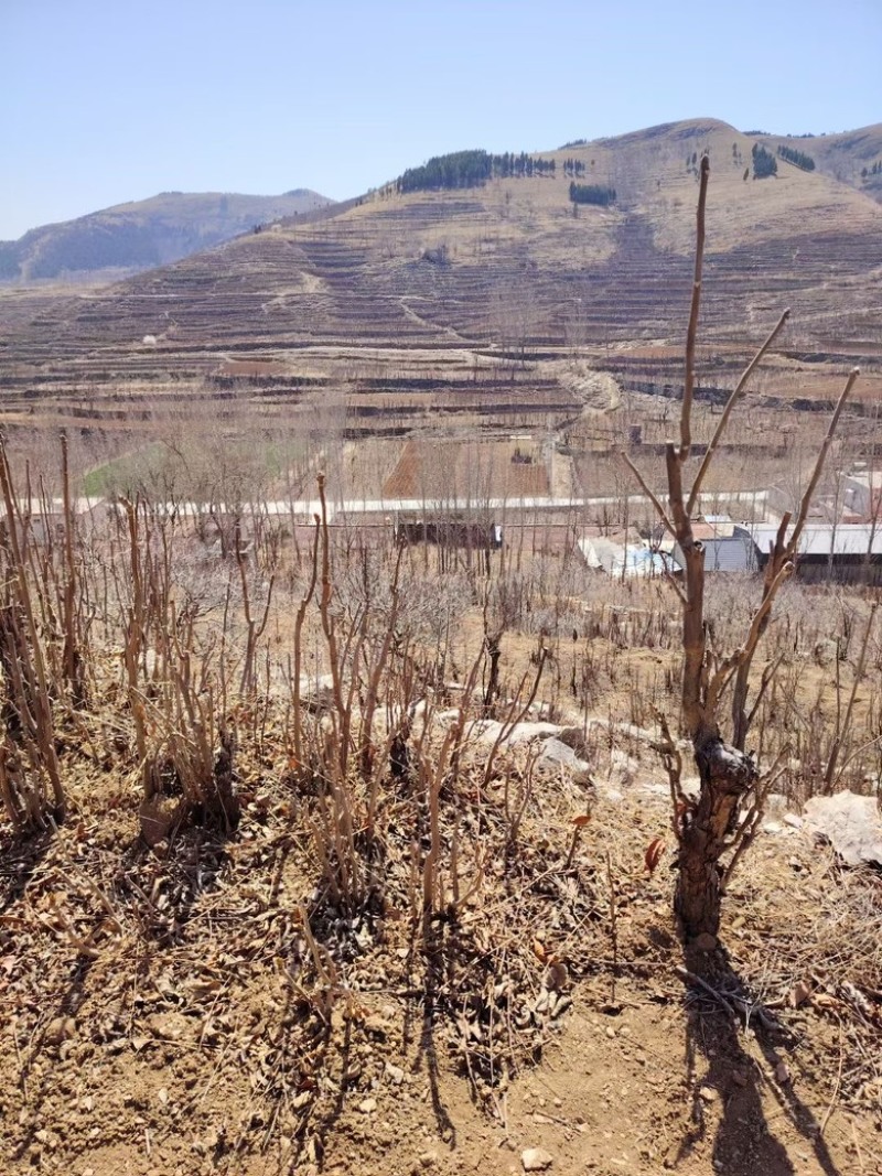 头茬香椿芽大量出售山东泰安新泰市一手货源