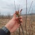 头茬香椿芽大量出售山东泰安新泰市一手货源