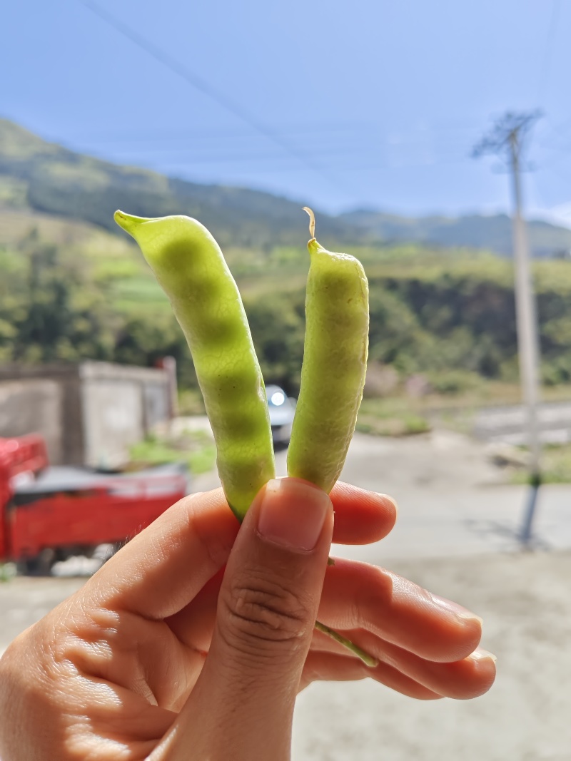 新鲜采摘青碗豆