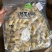 奶片鲜奶制品奶酪奶贝奶条鲜奶芝士奶制品内蒙古特产