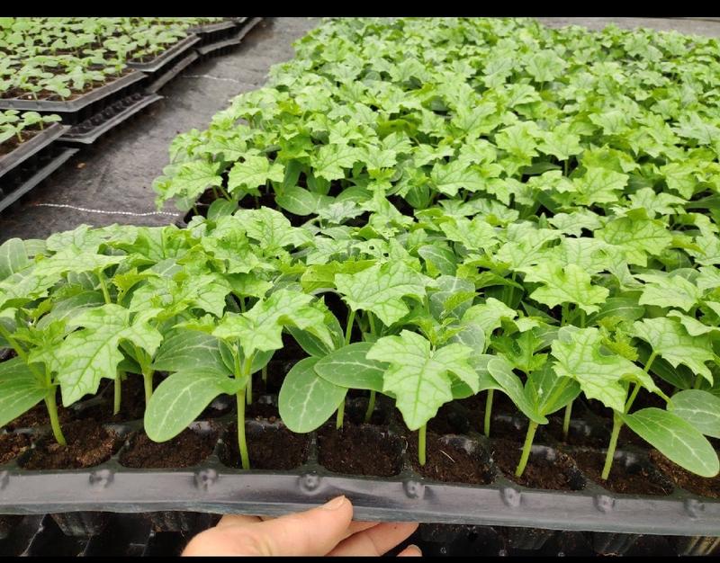 绿箭丝瓜苗，瓜条顺直瓜长产量高，抗病毒能力强苗厂直发