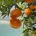 湖北秭归伦晚脐橙，自家果园，果大皮薄，纯甜爆汁，看园采园