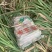 黄金甘蔗种苗
