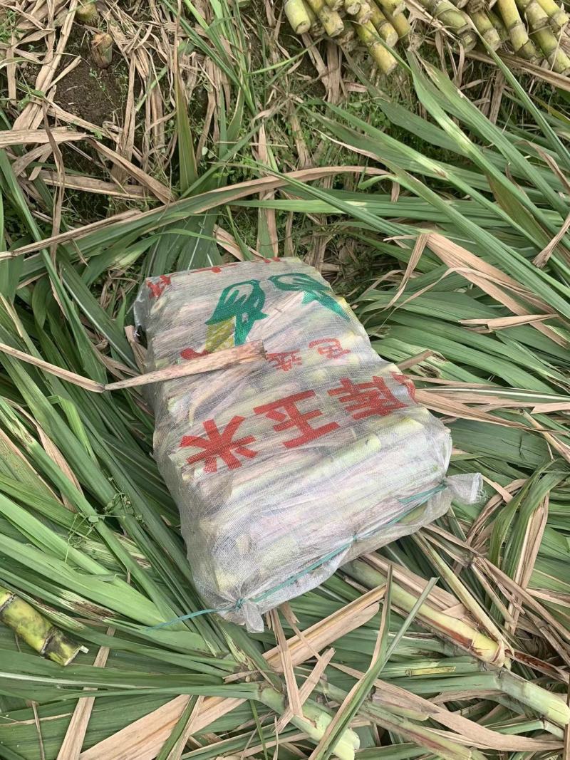 黄金甘蔗种苗