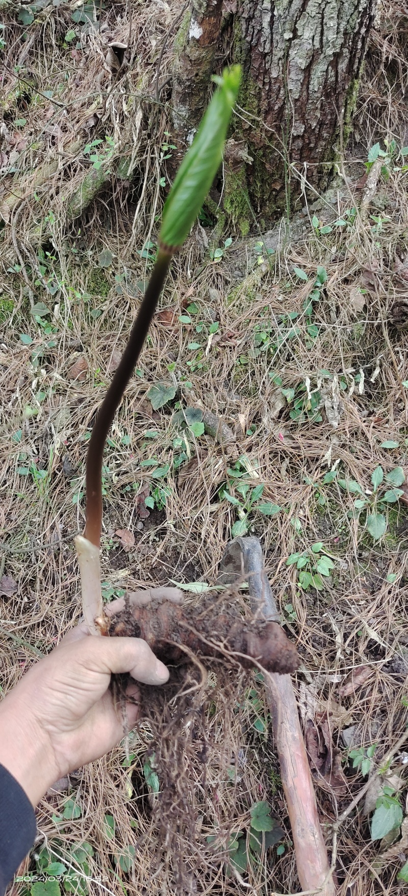 干货野生重楼，独角莲，七叶一枝花。