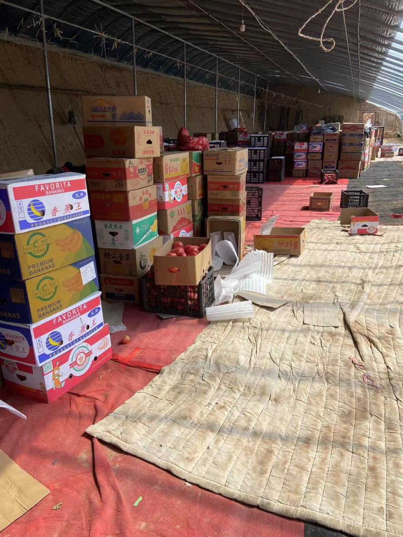 精品硬粉西红柿大量上市对接全国市场产地直发