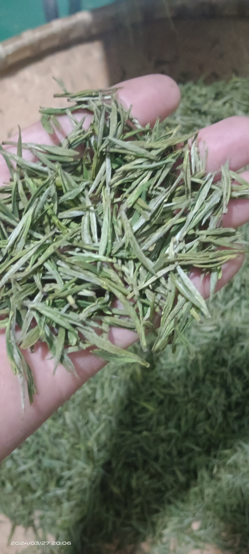 生态白茶