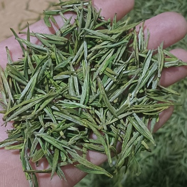 生态白茶