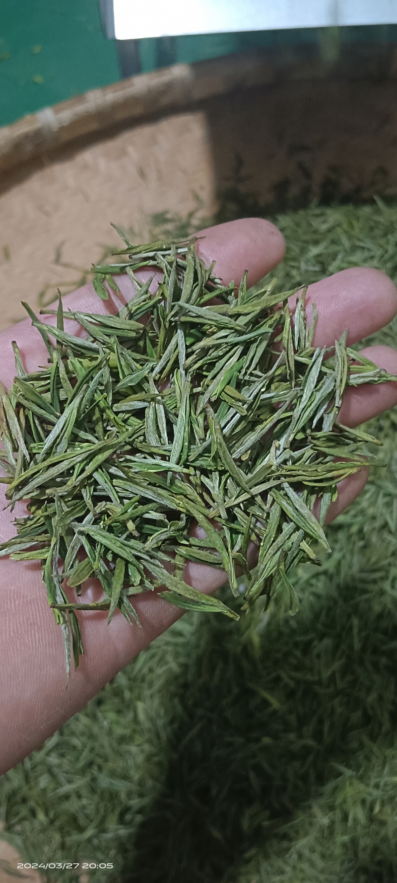 生态白茶