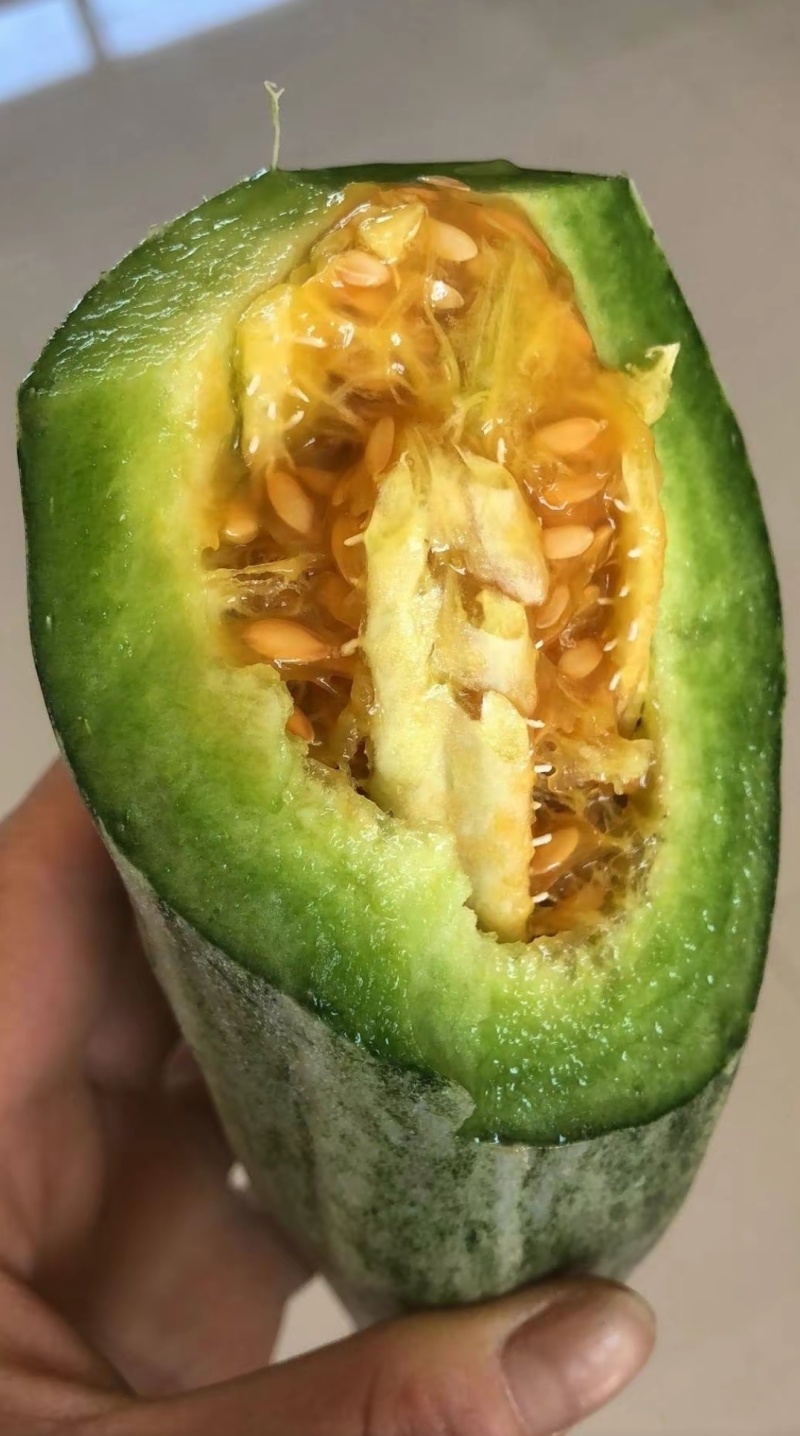 羊角蜜甜瓜嫁接苗直播苗，口感脆甜产量高抗病能力强早熟性好