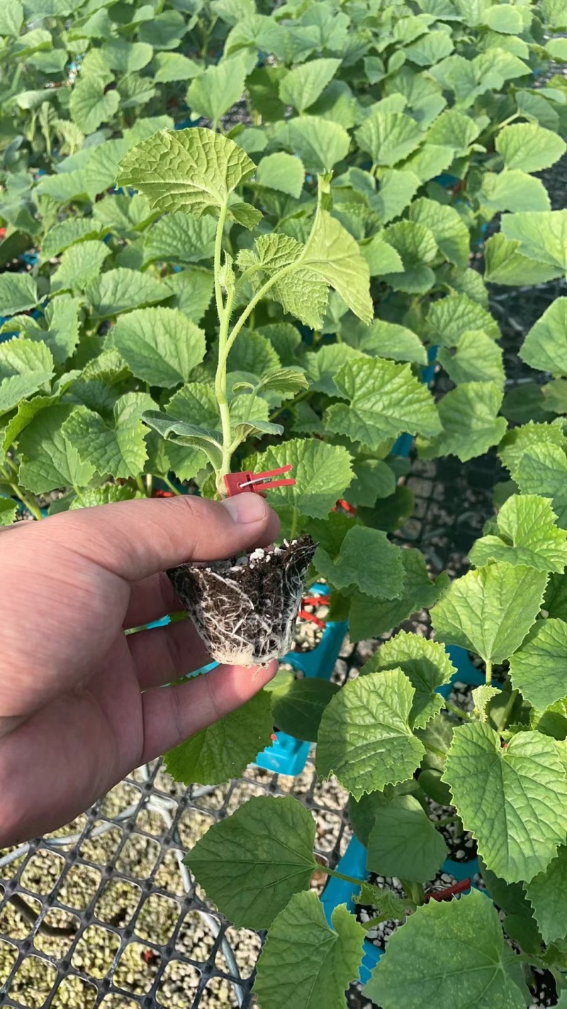 羊角蜜甜瓜嫁接苗直播苗，口感脆甜产量高抗病能力强早熟性好