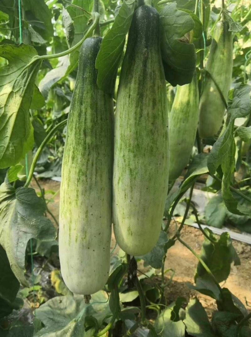 羊角蜜甜瓜嫁接苗直播苗，口感脆甜产量高抗病能力强早熟性好