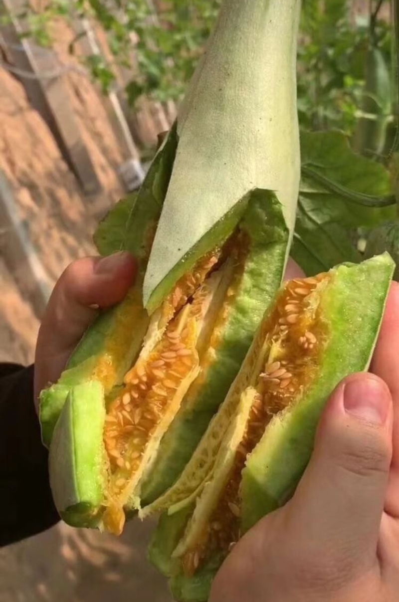 羊角蜜甜瓜嫁接苗直播苗，口感脆甜产量高抗病能力强早熟性好