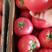 硬粉西红柿西红柿可对接商超规格齐全量大从优