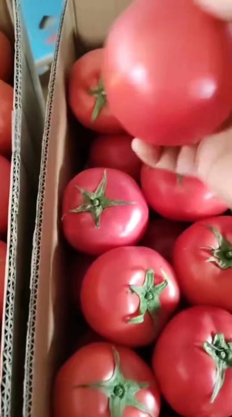 硬粉西红柿西红柿可对接商超规格齐全量大从优