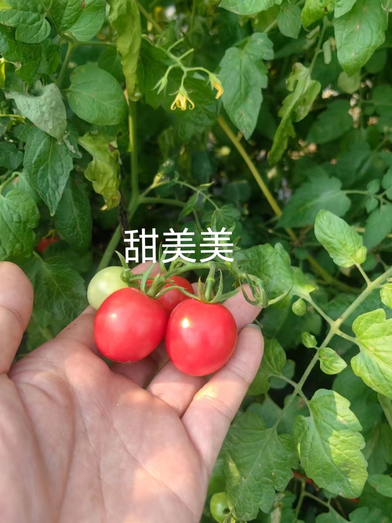 粉果口感型圣女果甜度高硬度好厂家直发品质保障