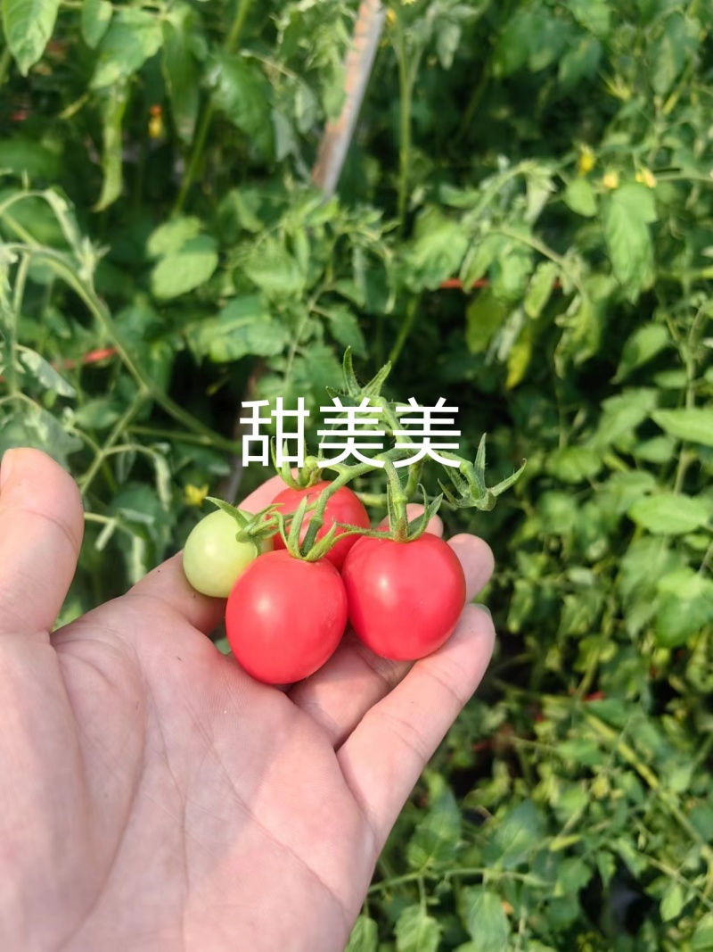 粉果口感型圣女果甜度高硬度好厂家直发品质保障