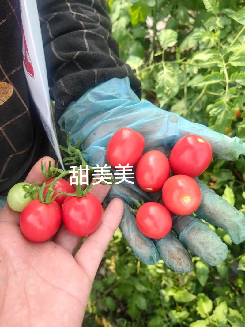 粉果口感型圣女果甜度高硬度好厂家直发品质保障