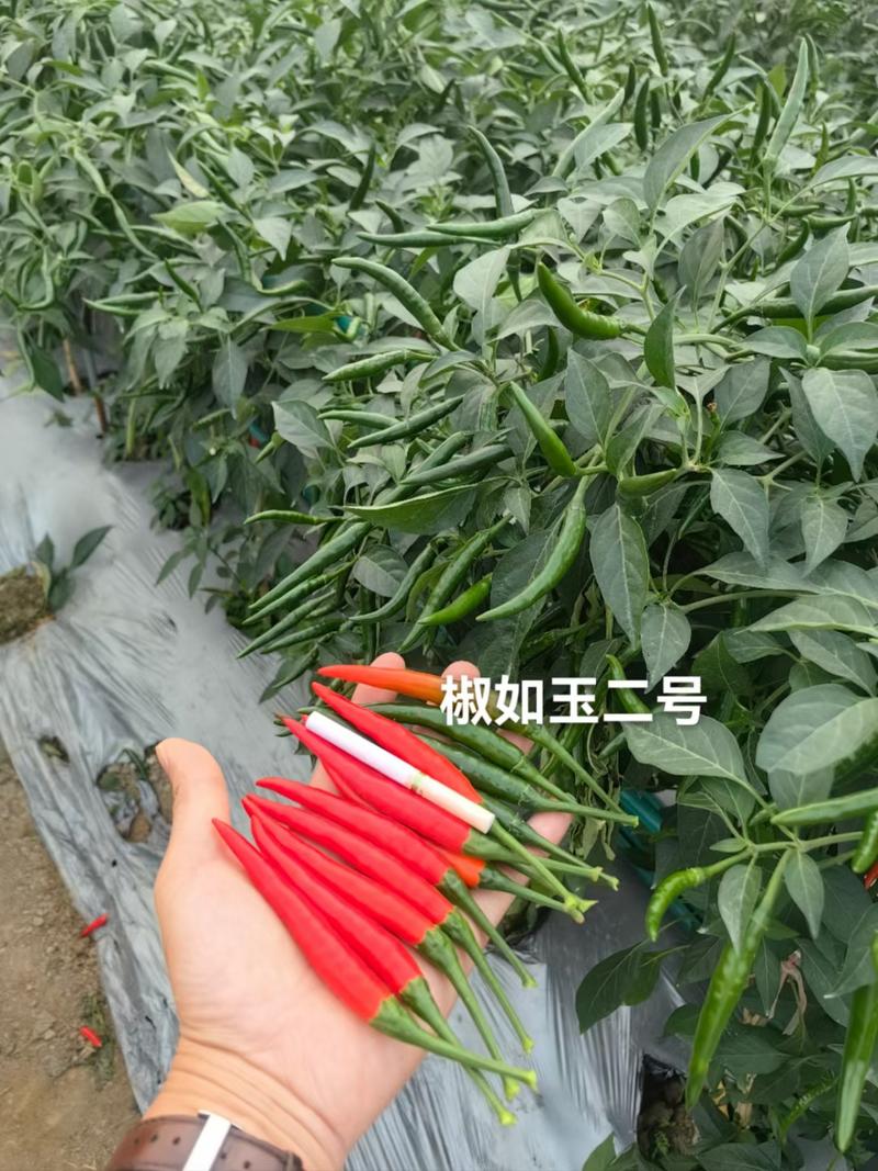 青红两用青果深绿椒顺直硬度特好厂家发货品质保证