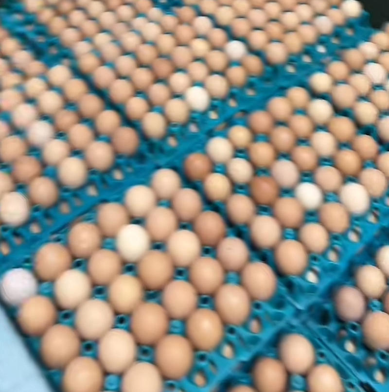 鸡场直供量大从优红壳蛋欢迎各位老板来电