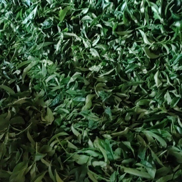 凤凰单枞茶，乌叶毛茶