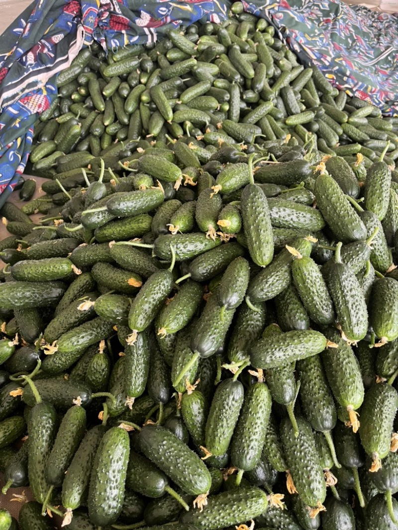 玛莎水果黄瓜