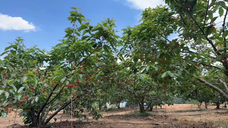 小樱桃🍒