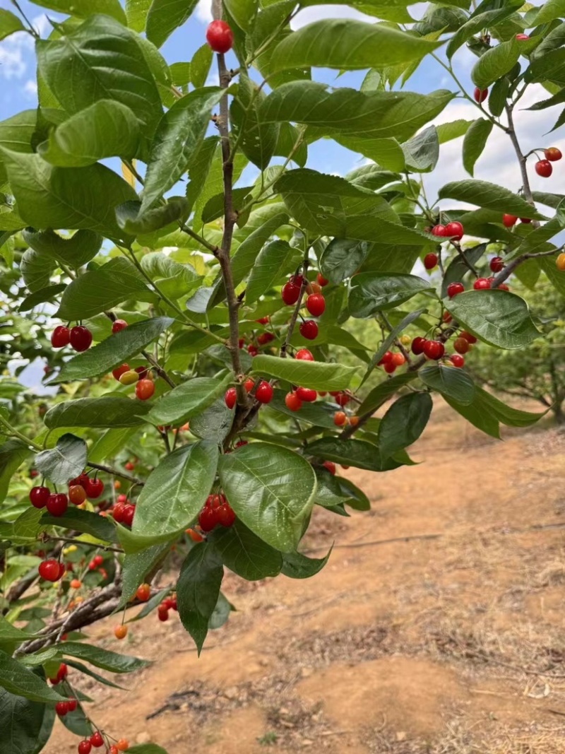 小樱桃🍒