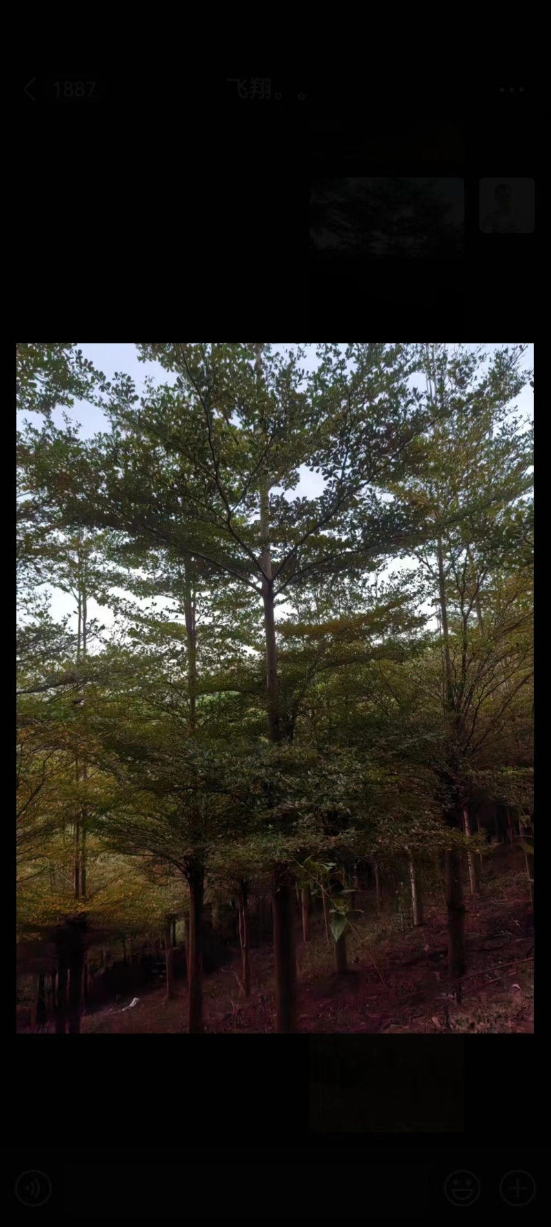 小叶榄仁，大量有货，质量有保证，全国直销，欢迎采购