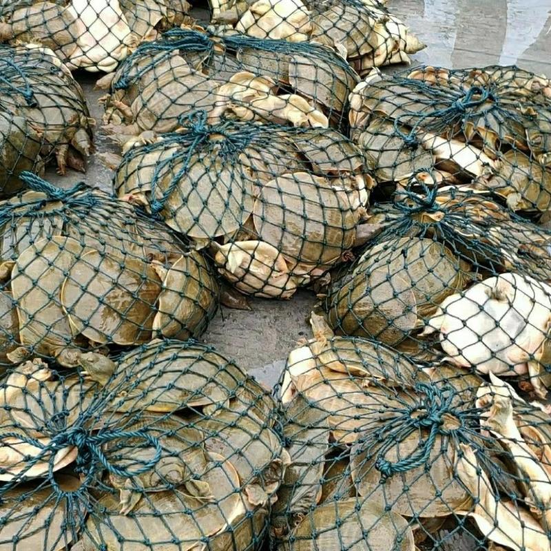 外塘散养1.5-4斤大甲鱼元鱼高端品质胶质丰富味美可口