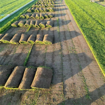 草坪四季青草坪马里拉草坪果岭草草坪基地量大从优直