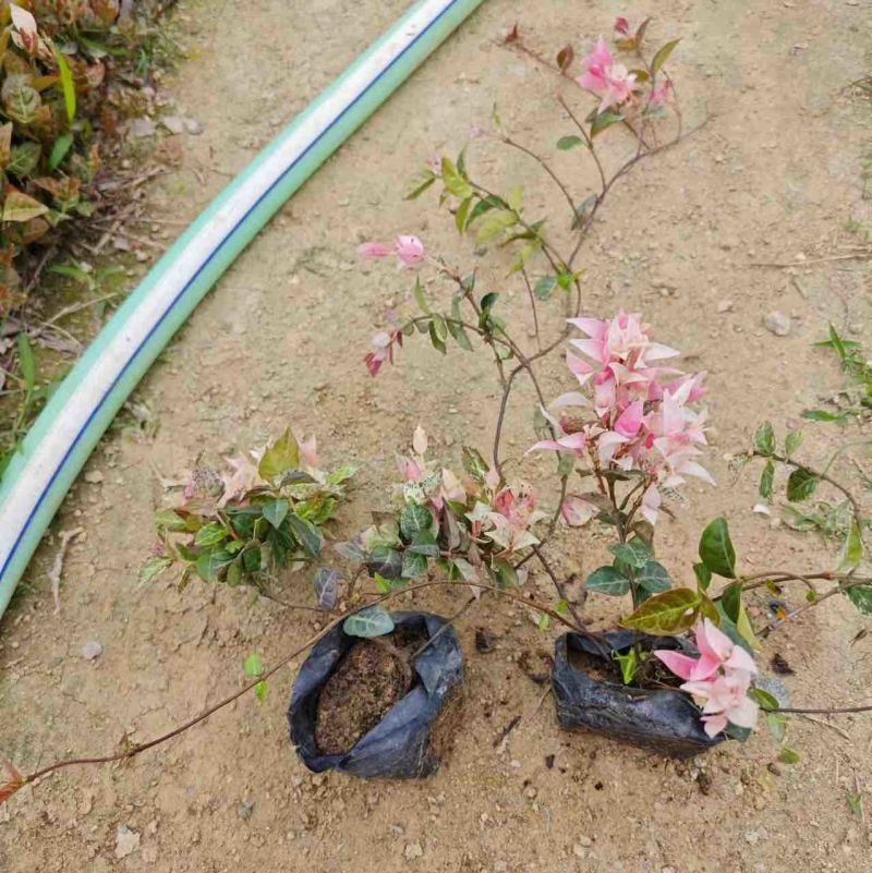 花叶络石