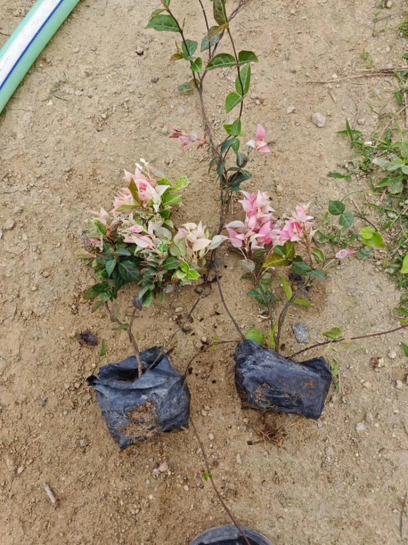 花叶络石