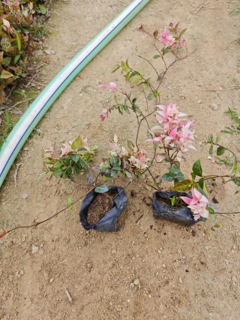 花叶络石