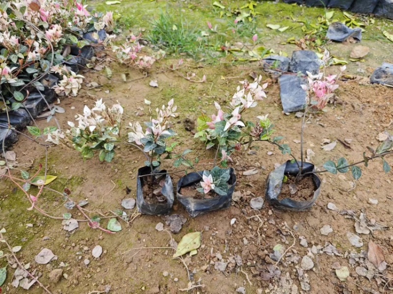 花叶络石