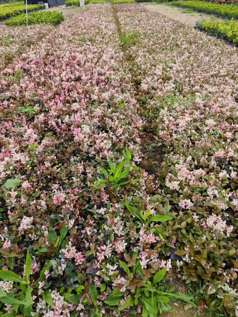 花叶络石