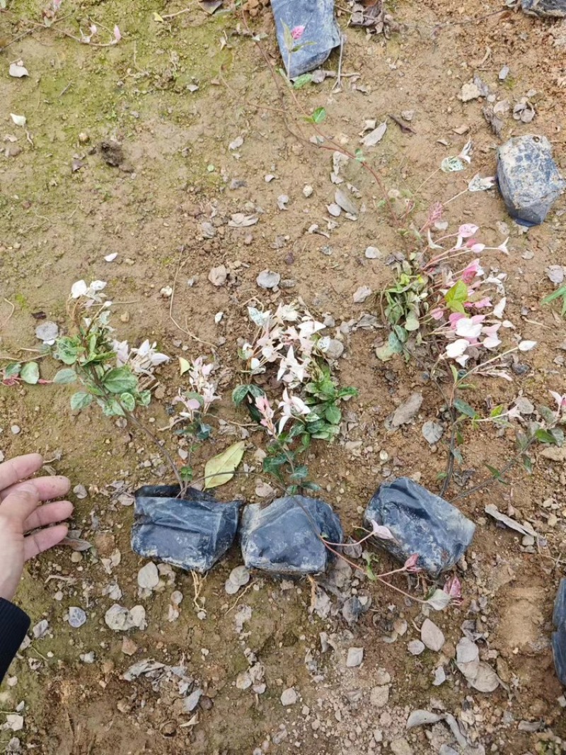 花叶络石