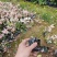 花叶络石