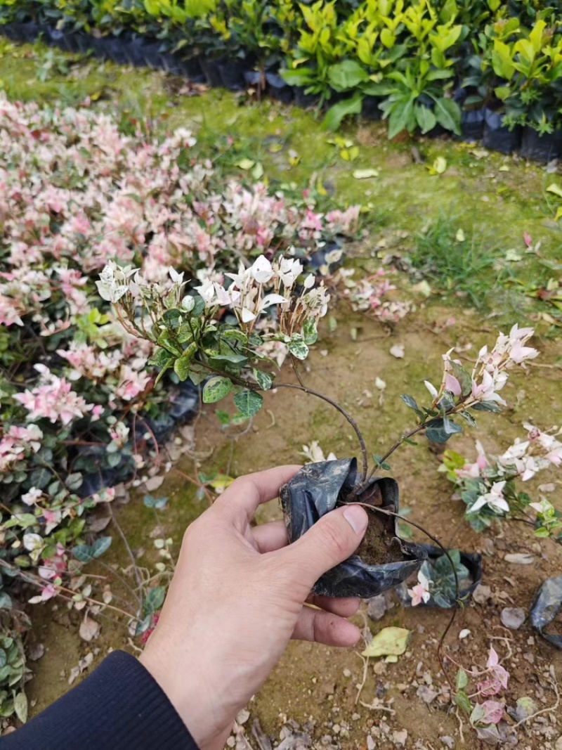 花叶络石