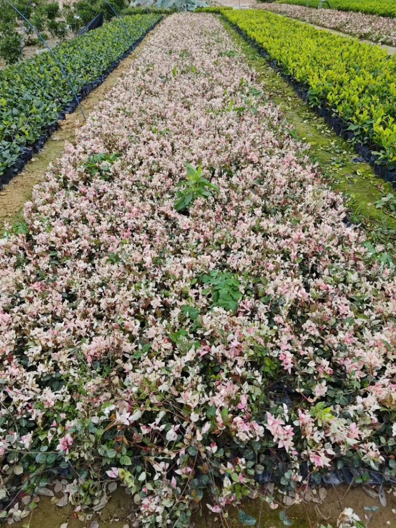 花叶络石
