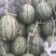 西瓜上市中，产地直发，代发全国。诚信合作质量求生存。