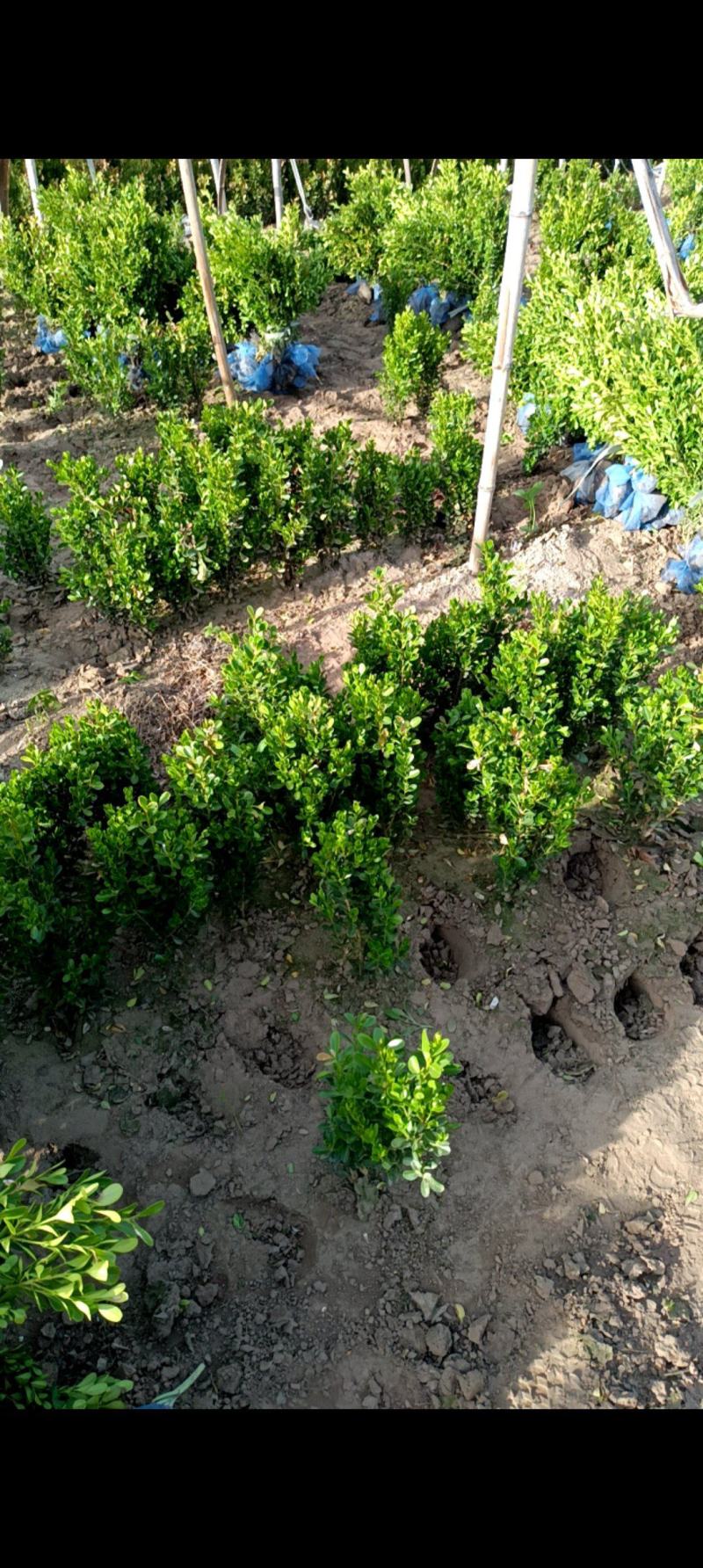 小叶黄杨