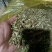 自家采摘的紫芽包看上的私聊
