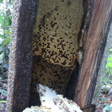 精品蜂蜜纯野生蜂蜜保质保量欢迎咨询