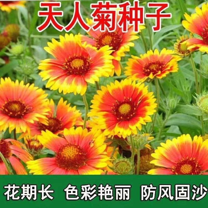 天人菊种子秋播草花种子耐寒多年生虎皮菊种子园林景观绿化花