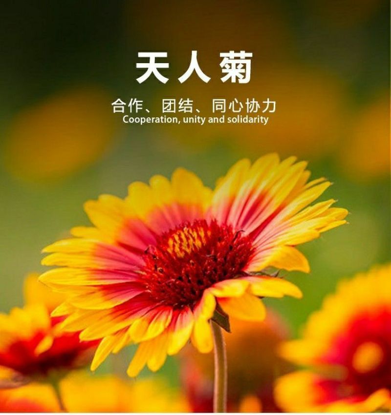 天人菊种子秋播草花种子耐寒多年生虎皮菊种子园林景观绿化花