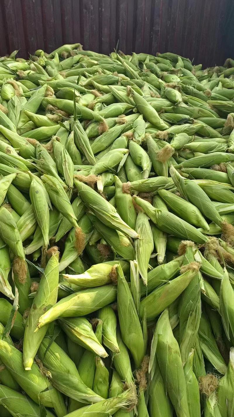 四川万糯玉米产地直供品质保证货源充足全国对接采购